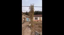 Nature's Bizarre Creation: The Compressed Trees of China