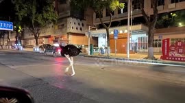 Runaway ostrich spotted wandering along busy road in China