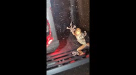 Gamer finds frog hopping around inside his computer