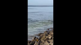 Dolphins Corner Fish On Rocks