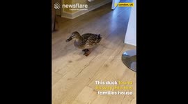 Wild Duck Enters Home