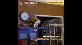 Hilarious Cockatoo Mimics Couple Arguing.