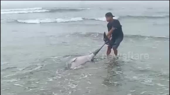 Hero saves stranded dolphin by dragging it back out to sea in Padang, Indonesia