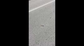Funny little kitten playing around with a gigantic caterpillar in the middle of a road
