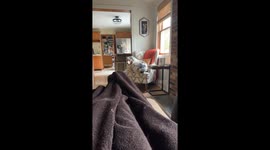 Dog's Leg Doesn't Quite Fit on Chair