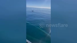 Fishermen work with mum dolphin to rescue baby from fishing net