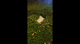 Adorable Samoyed Shows Heart-Melting Smile While Playing Hide and Seek with Owner in China