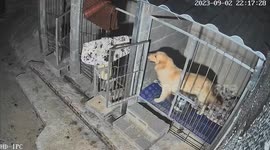 Mysterious Actions of a Postpartum Dog Mom in China