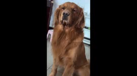 Food obsessed golden retriever can't stoop drooling at owner's snack