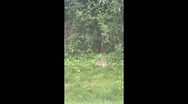 Bunny hunts for food!