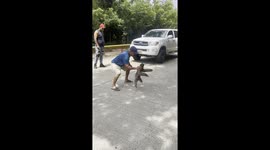 Moving a Three-Toed Sloth to Safety