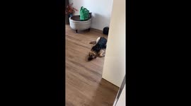 Dog Helps With Bathroom Renovations