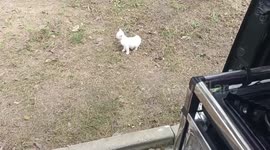 Smart kitty automatically closes door of pet carrier after entering on command in China