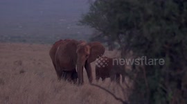 Scientists unravel mystery of why dozens of elephants died in Africa