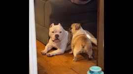 Rescued dog Luigi bonds with foster Frenchie Patty through playtime