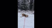 temp