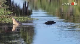 Alligator's on-point 'Engine' imitation may get him a few 'mates'