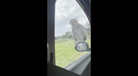 Monkeys Attack Car During Drive-Through Safari