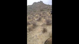 Un león nos comió un beserrito