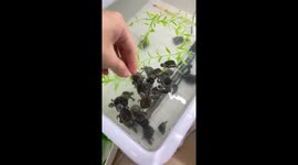 Clever Musk Turtle's Playful Interaction with Owner Amuses Viewers in China