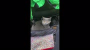 temp