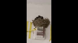 Newborn swallows emerge from nest and appears to squeak like a choir