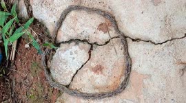 Shocked resident discovers 'alien worms' forming a circle in backyard