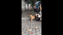Incredible Resemblance: Identical Cats Stroll In The Same Pace at Chinese University