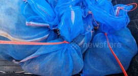 Police rescue baby macaques 'stuffed by poachers in bags tied to trees' in Thai forest