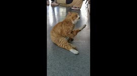 Stray Cat Scratches Itself Like a Human in China