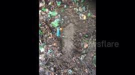 'Bigfoot's size 23 prints and woodland lair' found in Wales