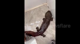 Plumber finds endangered Chinese giant salamander in drain pipe