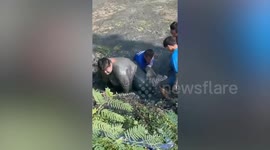Friends help push chubby companion trying to climb steep muddy banks