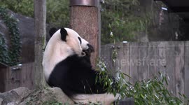 Three giant pandas embark on journey back to China from Washington national zoo