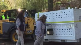 Three giant pandas in U.S. head to China, national Zoo says goodbye