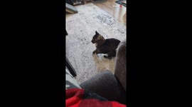 Cat can't help but walk in a funny manner due to undetermined medical issues