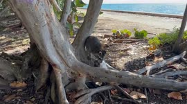 Adorable raccoons fighting over garbage in Key Biscayne, florida