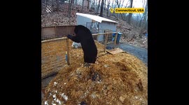 Animals Escaping Danger