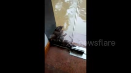 Homeless rats caught in flooding in Guangdong, China