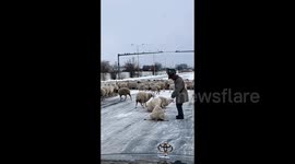 Sheep struggle on icy road after snowstorm in northern China