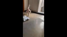 Feline Elegance: Cat's Fashionable Model-Like Walk in One Sleeve in China