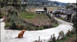 Lost golden retriever's epic 5km trek home ends with tearful reunion in China