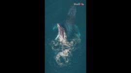 Mother and calf Humpback Whales ooze serenity by seamlessly cruising in crystal clear waters
