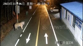 Chinese residents alarmed after footage emerges of tiger casually strolling along road