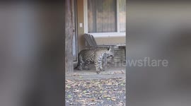 Safari Tourist Watches Big Cats Make Out On Villa Doorstep In Mato Grosso do Sul, Brazil