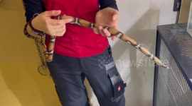 Horrified Holidaymaker Finds Snake In Hotel Loo In Vienna, Austria