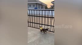 Exasperated owners fit pet cat with applicator stick to keep it from slipping through gate