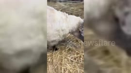 Britain's loneliest sheep settles into new home after spending 2 years at foot of cliff