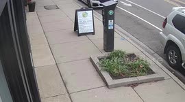 Everything under a buck! Deer crashes through lingerie shop's glass door and knocks over mannequins and underwear