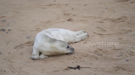 Baby seals spotted on Norfolk coast as pupping season gets under way in UK